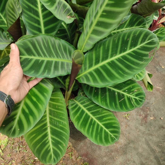 tanaman calathea zebrina/pohon calathea zebrina