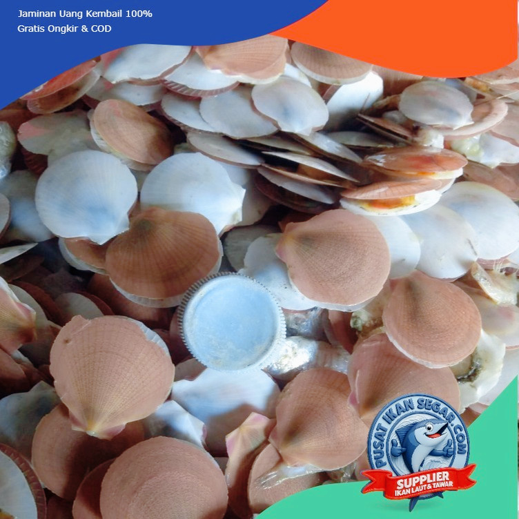 

Kerang Simping Segar & Frozen 1kg - Kirim Cepat - Siap Masak - Tanpa Pengawet - Pusat Ikan Segar Bantul