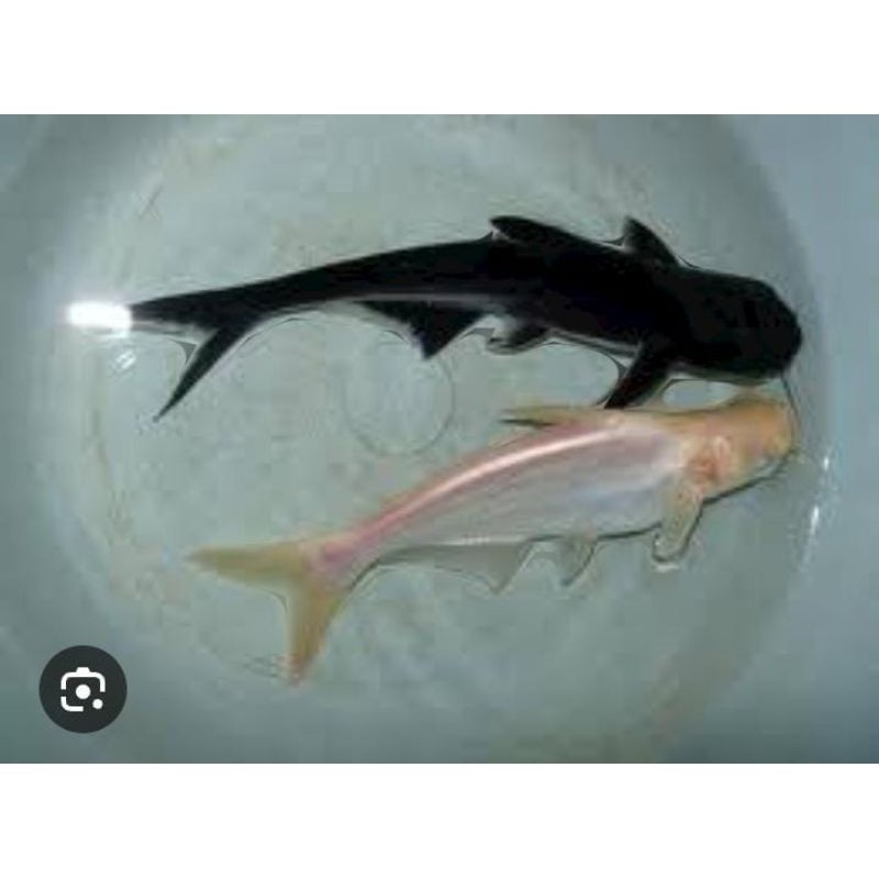 ikan patin hitam/albino size dewasa