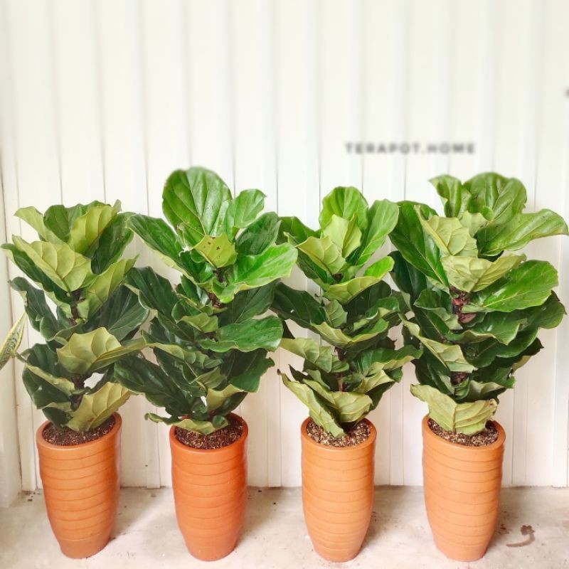 BISA COD BISA COD Tanaman Hias Indoor KETAPANG BIOLA CANTIK BESAR & JUMBO - Tanaman Hias Ficus Lyrat