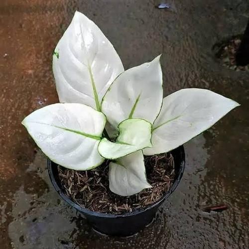 Aglonema Super White (Remaja) - Aglonema Murah - PROMO MURAH