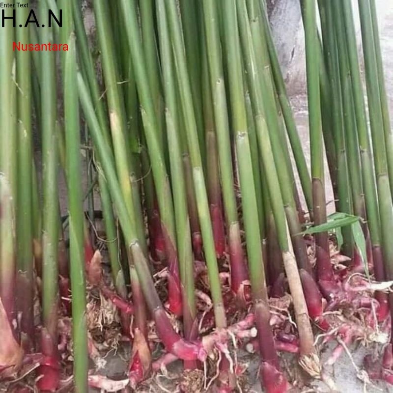 

Herbal Batang kapulaga 80-100cm batang segar