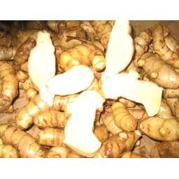 

kunyit putih segar bersih,sudah di cuci