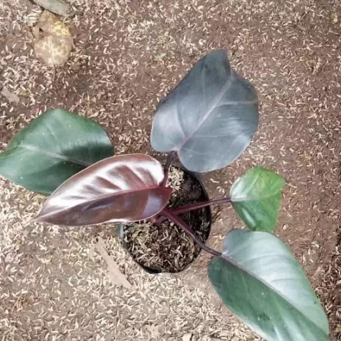 Philo black Cardinal