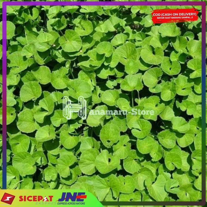 

Lalapan daun pegangan segar atau herbal daun antanan/500gram