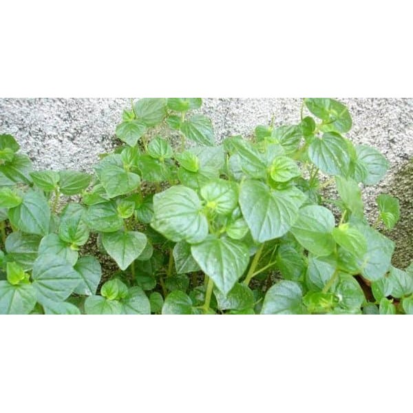 

daun sirih cina - daun suruhan segar di ambil dari kebun