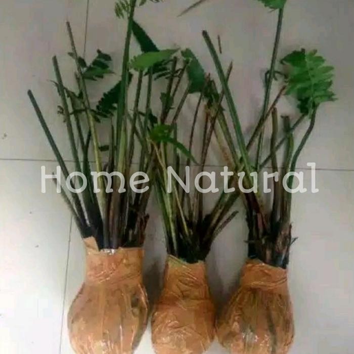 10 Bibit pakis sayur - Bibit pakis konsumsi- Bibit sayuran pakis