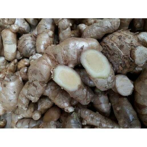 

KUNYIT / TEMU PUTIH SEGAR 1KG CURCUMA ZEDOARIA HERBAL KANKER