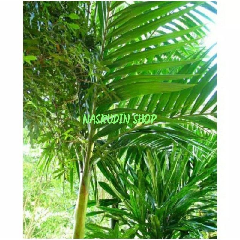 

DAUN PINANG MUDA 1KG SEGAR LANGSUNG PETIK | DAUN JAMBE PROMO TERMURAH