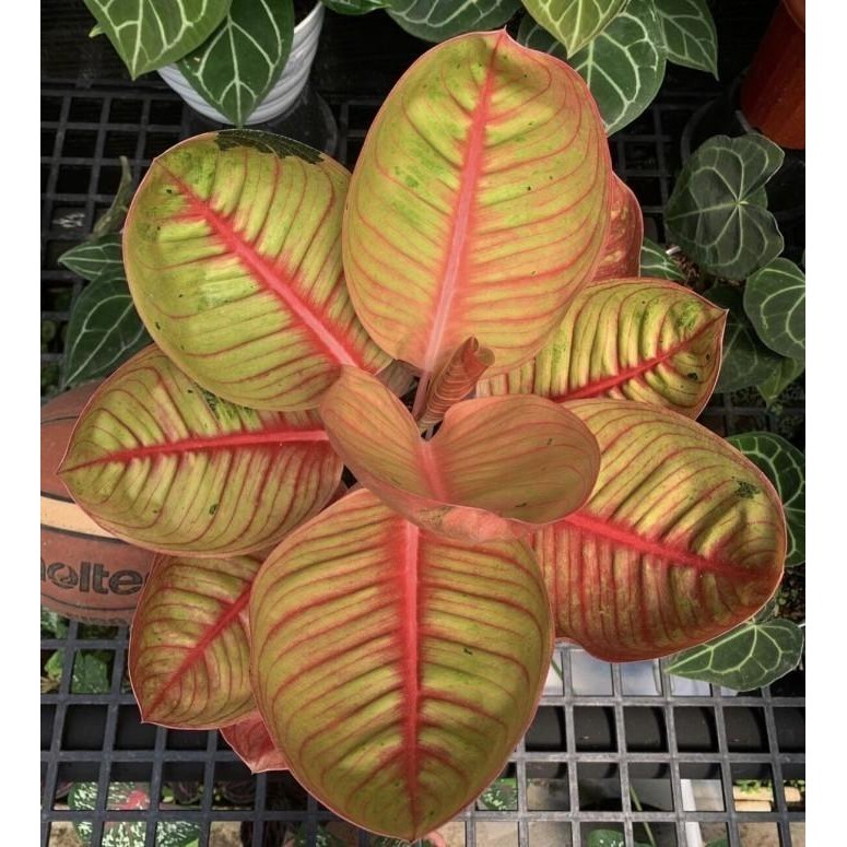 Bonggol Aglonema Goliat Merah Indukan Jumbo