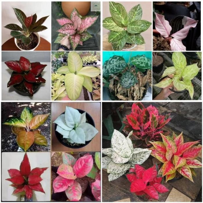 16 bonggol aglonema otw bertunas