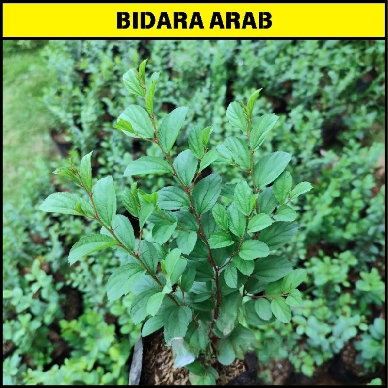 Tanaman Bidara Arab Asli Tinggi 35 Sampai 45 Cm Pohon Bidara Arab Tanaman Bidara Arab Asli Berkhasia