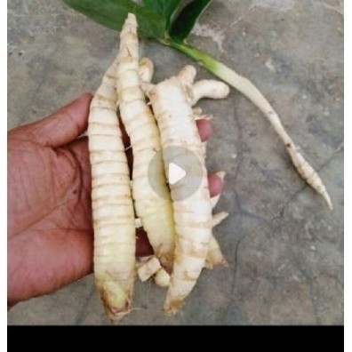 

Redy Umbi garut sgar 1 kg mnatasi lambung makasi