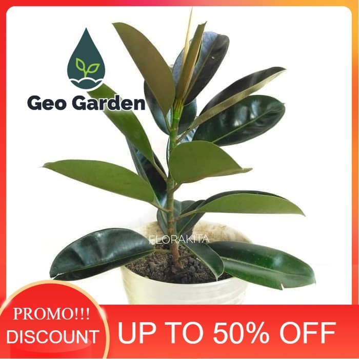 bibit tanaman hias beringin karet kebo - pohon karet kebo