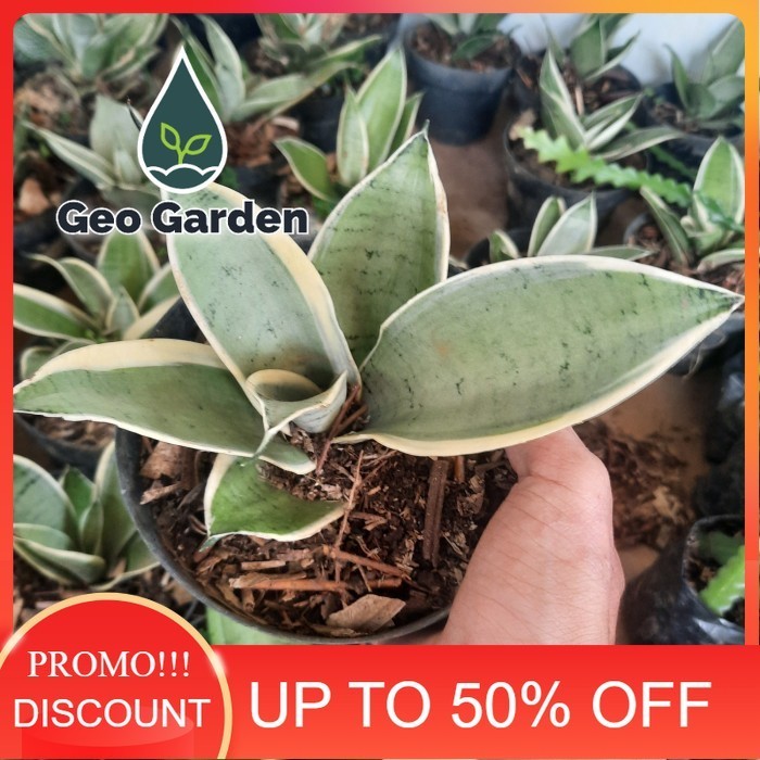 sansivera mini green silver tanaman hias