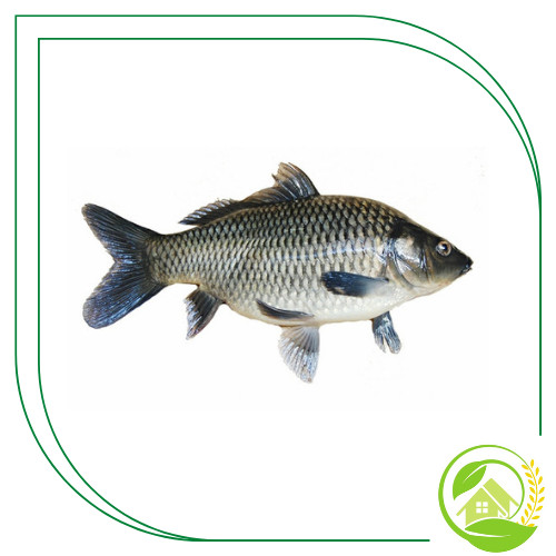 

Ikan Mas Segar - 500g