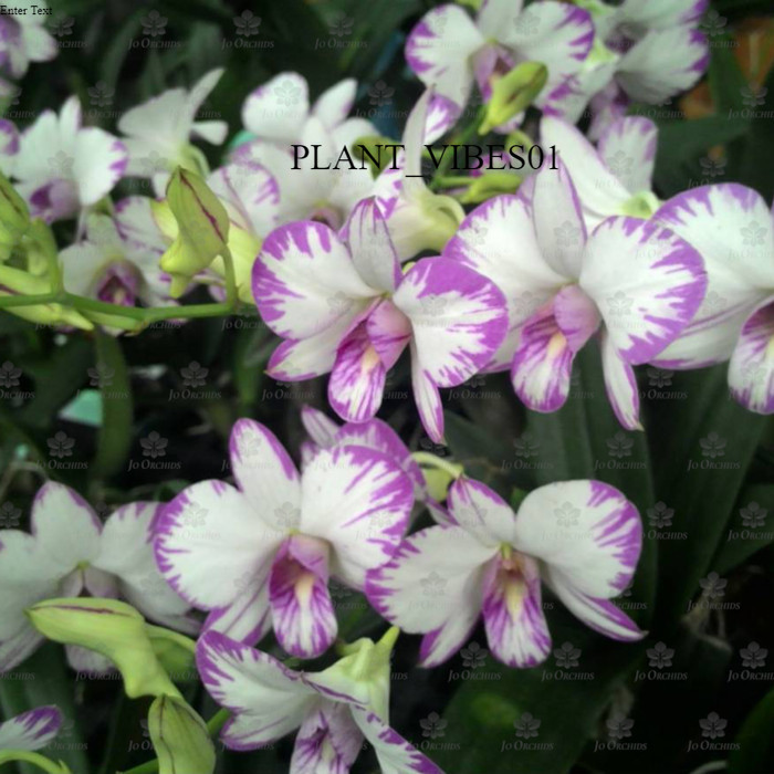 Anggrek Dendrobium New Enobi