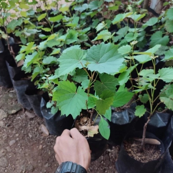 PROMO bibit pohon anggur import Tanaman rambat anggur