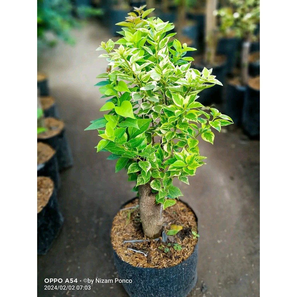 BIBIT BUGENVIL 3 WARNA IMPORT