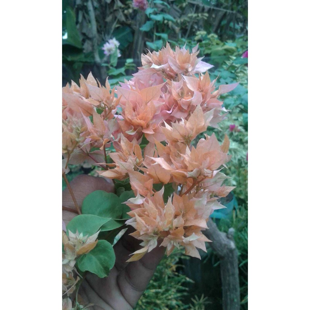 Tanaman Hias Bougenville Bunga Tumpuk Kuning / Bougenville Hawai Kuning