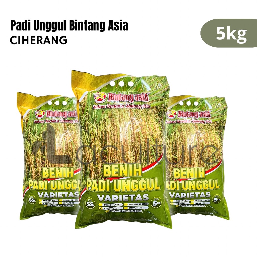 Benih Padi Hibrida Super Unggul Ciherang 5Kg Bintang Asia