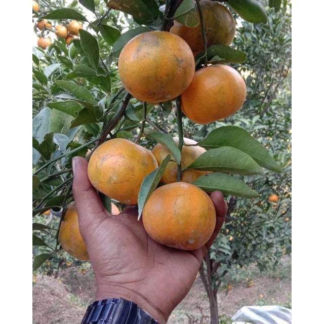 Bibit Jeruk Siam Madu Asli Malang