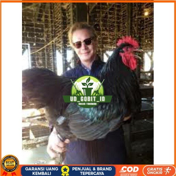 

TELUR AYAM LARMOD SUPER JUMBO RAKSASA UNTUK DI TETASKAN UD_GOBIT_ID