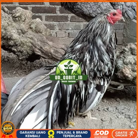 

Telur ayam black sumatera / telur ayam hias / telur fertil siap cod UD_GOBIT_ID