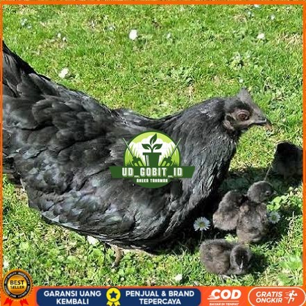 

Telur ayam hias cemani lidah hitam fertil siap ditetaskan - ayam cemani UD_GOBIT_ID