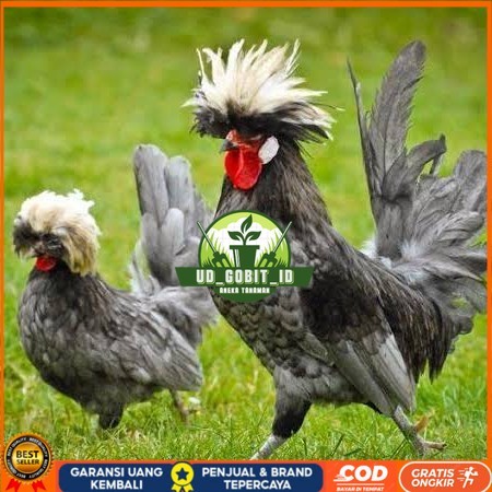 

Telur ayam poland / telur ayam hias / telur fertil siap cod UD_GOBIT_ID