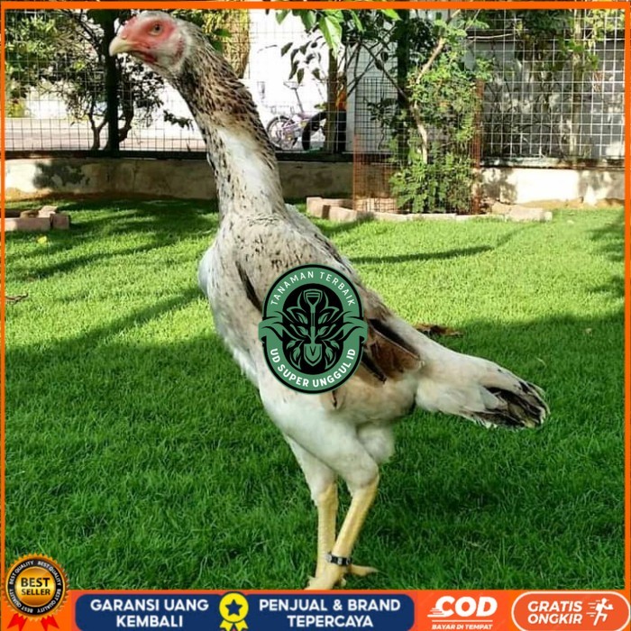

Telur ayam bangkok shamo jepang / ayam petarung aduan bisa ditetaskan UD_SUPER_UNGGUL_ID