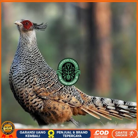 

Telur ayan hias ringneck cheer pheasant fertil untuk ditetaskan UD_SUPER_UNGGUL_ID