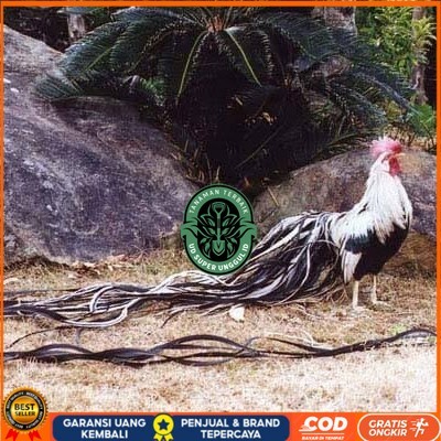 

Telur ayam hias onagadori ekor panjang fertil asli siap ditetaskan - ayam onagadori UD_SUPER_UNGGUL_ID