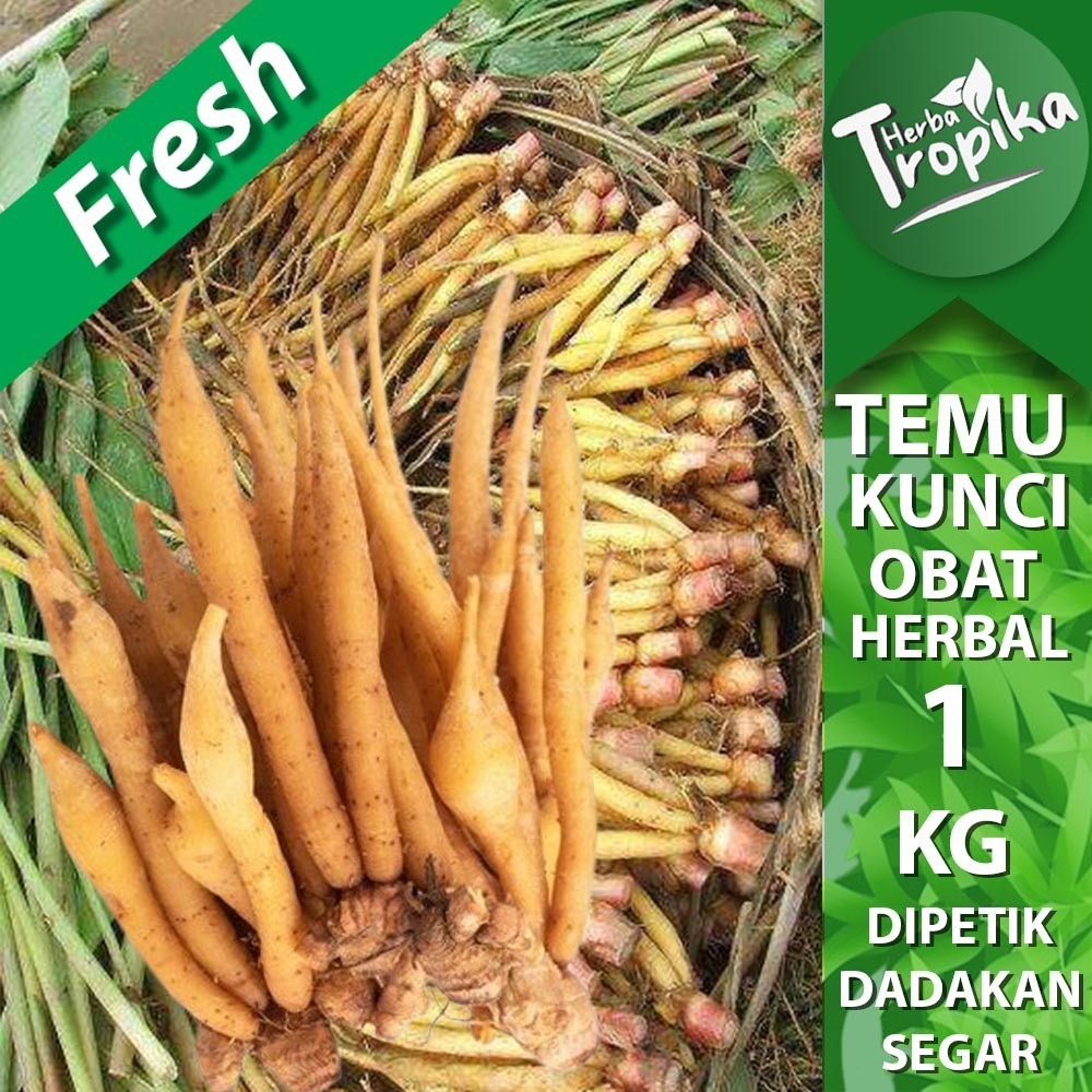 

Temu/Kunyit kunci Segar 1 kg rempah dan herbal alami toko herba tropika