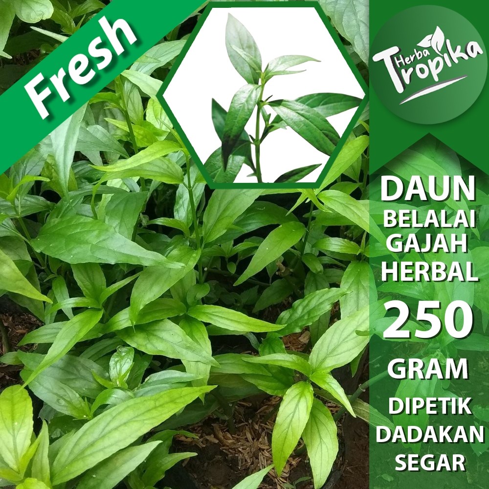 

Daun Belalai gajah (Clinacanthus nutans) 250 gram segar toko herba tropika