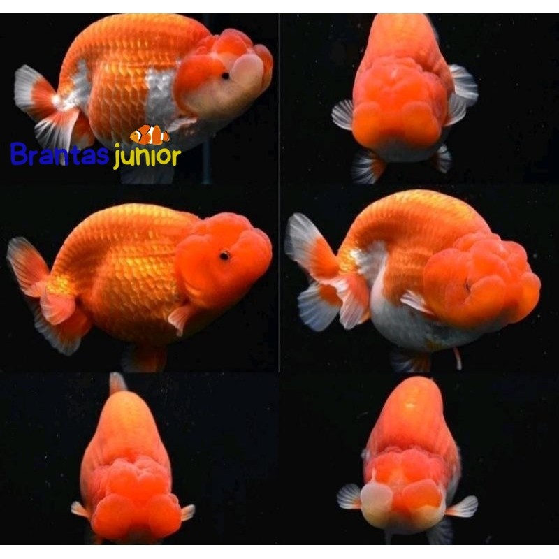 Ikan Hias Mas Koki Rancu Redwhite Buffalo Grade High Quality rw