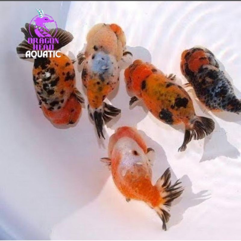 Promo Rancu pw/RW UK sedang 7-9 CM