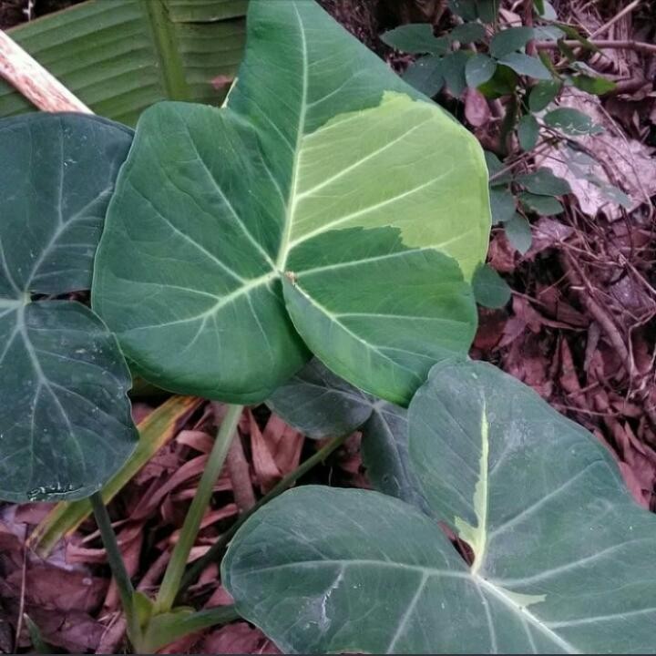 Tanaman hias sente Varigata golden