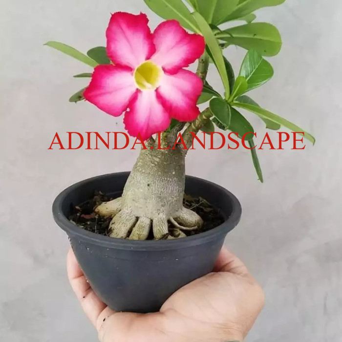 A.L bibit tanaman adenium bunga merah bonggol bedar kamboja jepang bonsai