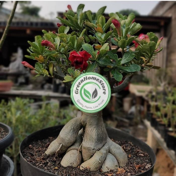 adenium bunga tumpuk / adenium size C - D