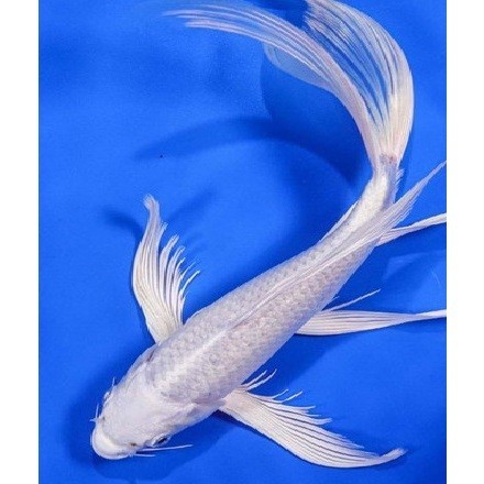 H Hiasan Koi Slayer Platinum 6-7 Cm Bonus Pakan