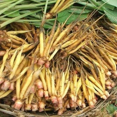 

Ready stok Temu kunci Segar 500gram Rina Erlina