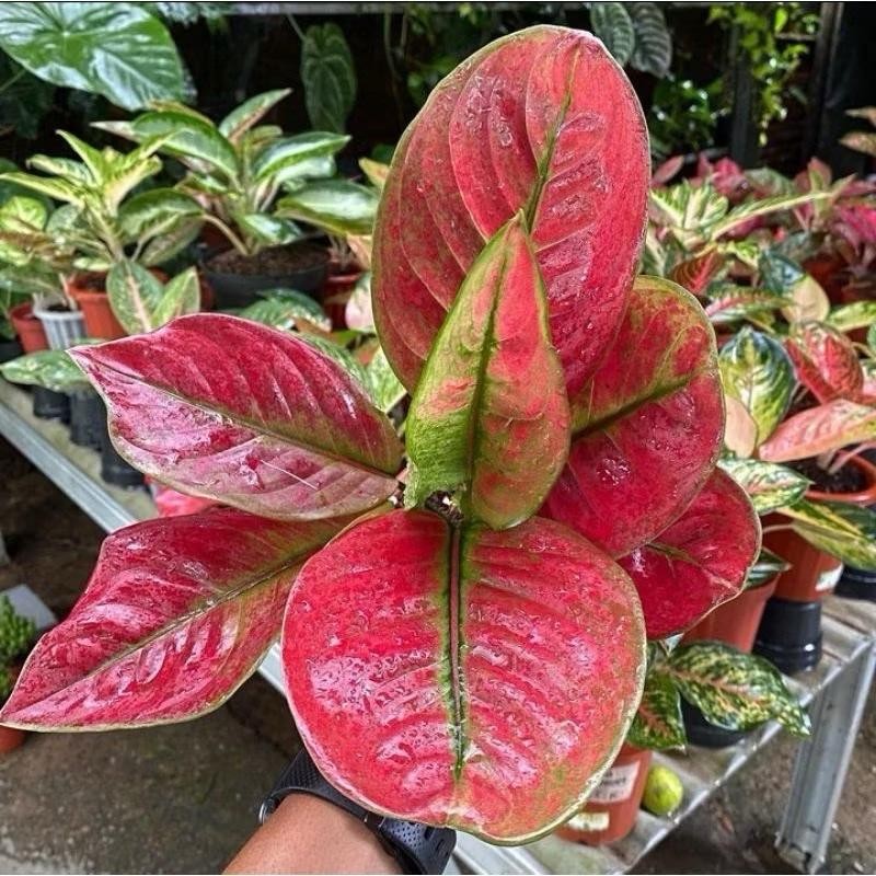Tanaman hias Aglonema ayunindi anakan/beby termurah