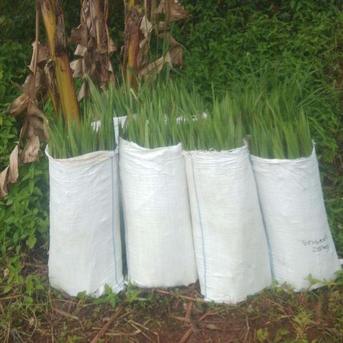 rumput odot untuk kambing sapi