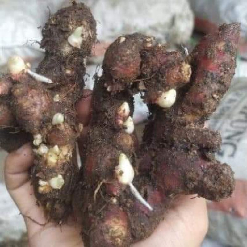 10kg bibit jahe merah medan bertunas