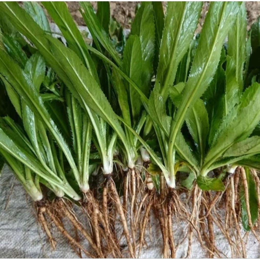 

Promo kilat daun walang sangit isi 10 pohon