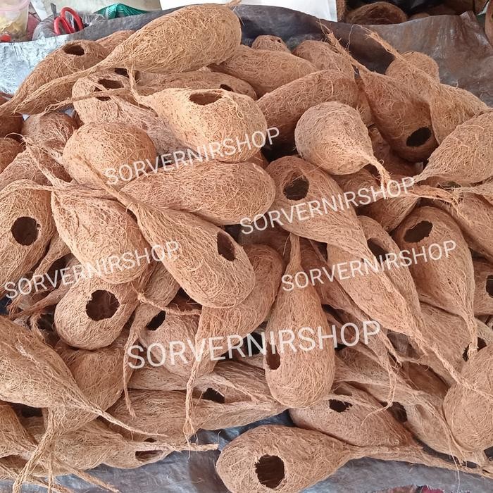 sarang burung lovebird glodok burung murai parkit manyar sarang telur