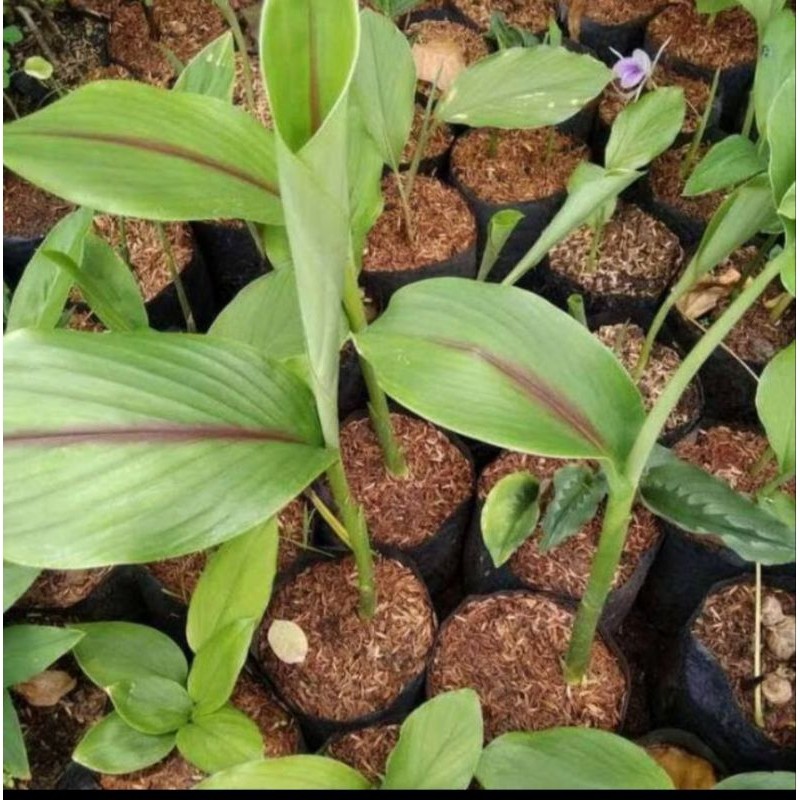 

Bibit kunyit putih. , tanaman kunyit putih, temu putih ,/ 1 bibit