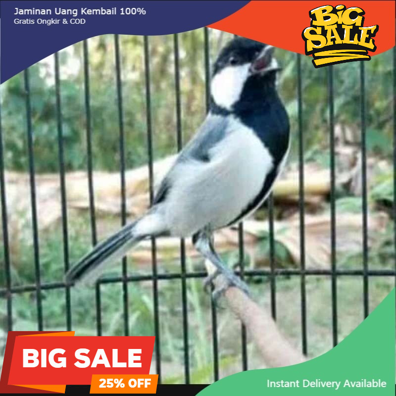 burung Gelatik batu glatik wingko Sehat gemuk muda hutan pilihan