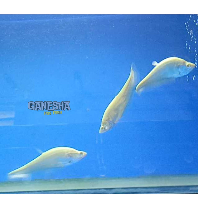 Ikan Hias Belida Albino 8-13 cm sultan